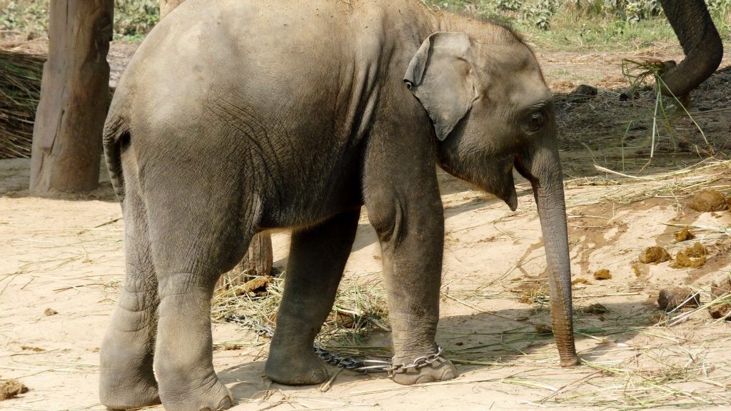 Elefant in Ketten Elefant in Ketten