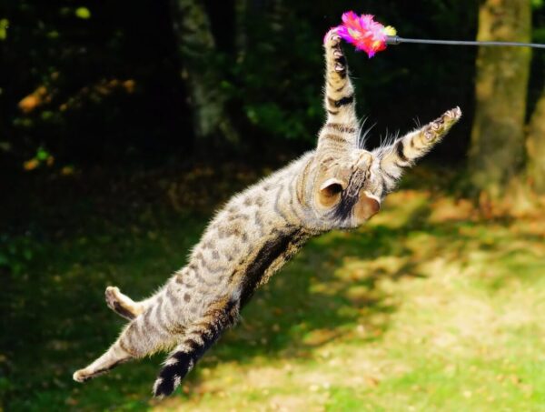 Katze springen Katze springt